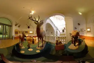 Spürt Hirsch und Hase nach im Deutschen Jagd- und Fischereimuseum Tierpräparate im Deutschen Jagd- und Fischereimuseum