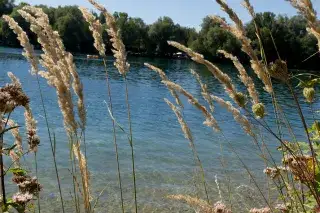 Ufer am Feldmochinger See