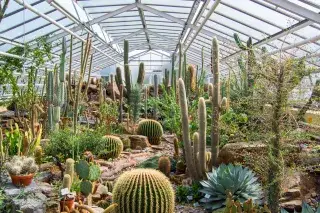 201703-botanischer-garten-kakteen-shutterstock Kakteen im Glashaus des Botanischen Garten München