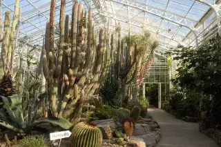 201125_kakteenhaus_rahman Kakteenhaus im Botanischen Garten