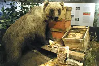 Problembär Bruno im Museum Mensch und Natur Problembär Bruno im Museum Mensch und Natur