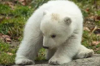 201228-tierpark-eisbär Eisbär im Tierpark Hellabrunn
