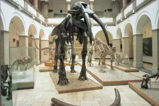 Ur-Elefant im Paläontologischen Museum Ur-Elefant im Paläontologischen Museum