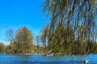 Küken im Englischen Garten