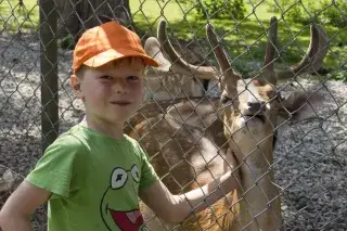 20210816_Hirschgarten Ein Junge mit grünem T-Shirt und orangefarbener Cappy streichelt einen Hirsch im Hirschgarten, der sich hinter einem Zaun befindet.