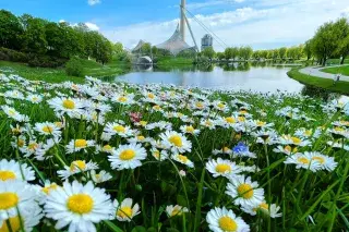 Gänseblümchen im Olympiapark