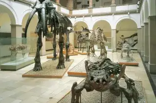 20210430_Paläontologisches_Museum Skelette im Paläontologischen Museum