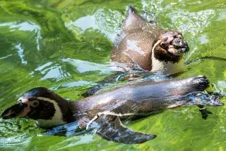 20210520_Fütterungszeiten_Tierpark_Hellabrunn Pinguine schwimmen im Wasser