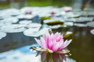 20210811_Realschulabschluss_nachholen Seerose im Teich der Städtischen Franz-Auweck-Abendschule