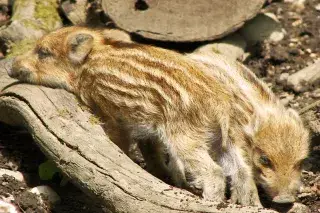 20201223_Kostenloser_Freizeitspaß Süße Frischlinge erkunden das Walderlebniszentrum Gründwald