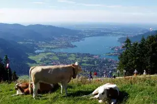 Wallberg Wallberg