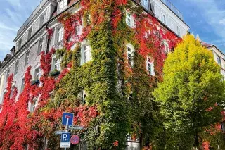 In der Au Mit buntem Efeu bewachsenes Gebäude