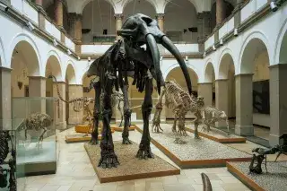 Lichthof der Paläontologischen Staatssammlung Lichthof der Paläontologischen Staatssammlung