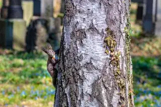 Eichhörnchen im Alten Südfriedhof Eichhörnchen im Alten Südfriedhof