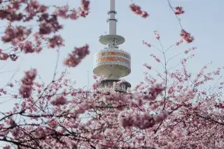 Kirschblüten vor dem Olympiaturm. Kirschblüten vor dem Olympiaturm.