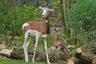 Mhorrgazelle mit Jungtier
