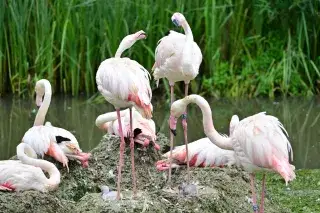 Flamingos in Hellabrunn