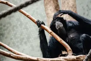 Siamang im Tierpark Hellabrunn