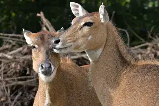 Zwei Nilgauantilopen im Tierpark Hellabrunn