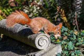 Eichhörnchen auf dem Alten Südfriedhof Eichhörnchen auf dem Alten Südfriedhof