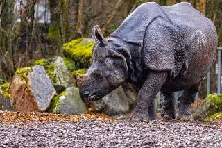Panzernashorn Rapti
