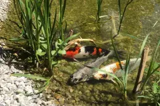 Teichbau