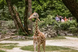 Giraffe Taziyah im Tierpark Hellabrunn