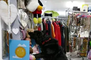 Hund Ebby im Tierheim-Flohmarkt