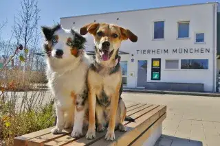 Zwei Hunde vor dem Tierheim München Zwei Hunde vor dem Tierheim München