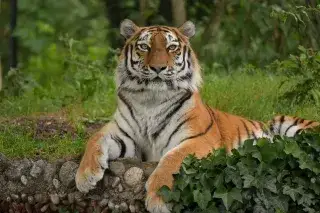 Tiger Ahimsa im Tierpark Hellabrunn