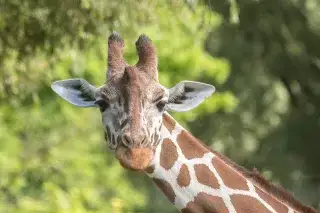 Giraffe im Tierpark Hellabrunn Giraffe im Tierpark Hellabrunn