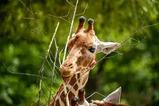 Giraffe im Tierpark Hellabrunn Giraffe im Tierpark Hellabrunn