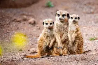Erdmännchen im Tierpark Hellabrunn Erdmännchen im Tierpark Hellabrunn