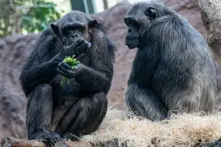 Schimpansen im Tierpark Hellabrunn Schimpansen im Tierpark Hellabrunn
