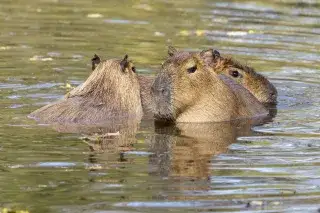 Wasserschweine baden im Tierpark Hellabrunn