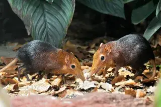 Rotschulter-Rüsselhündchen im Tierpark Hellabrunn Rotschulter-Rüsselhündchen im Tierpark Hellabrunn
