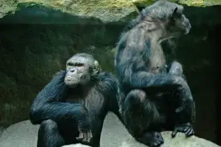 Schimpansen Jambo und Zenta