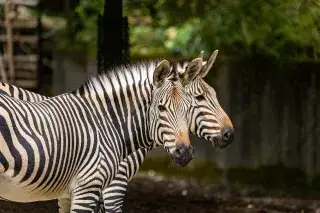 Zebras im Tierpark Hellabrunn Zebras im Tierpark Hellabrunn