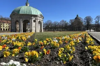 Frühlingsblumen im Hofgarten mit Diana-Tempel Frühlingsblumen im Hofgarten mit Diana-Tempel