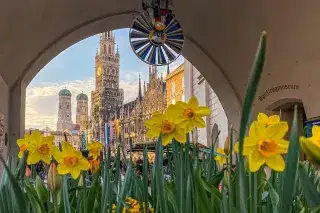 Frühlingsblumen mit Blick auf Marienplatz Frühlingsblumen mit Blick auf Marienplatz