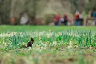 Ostern in Hellabrunn: Eichhhörnchen auf Blumenwiese