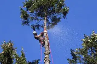 Baumfällung