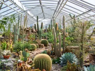 Kakteen im Glashaus des Botanischen Garten München